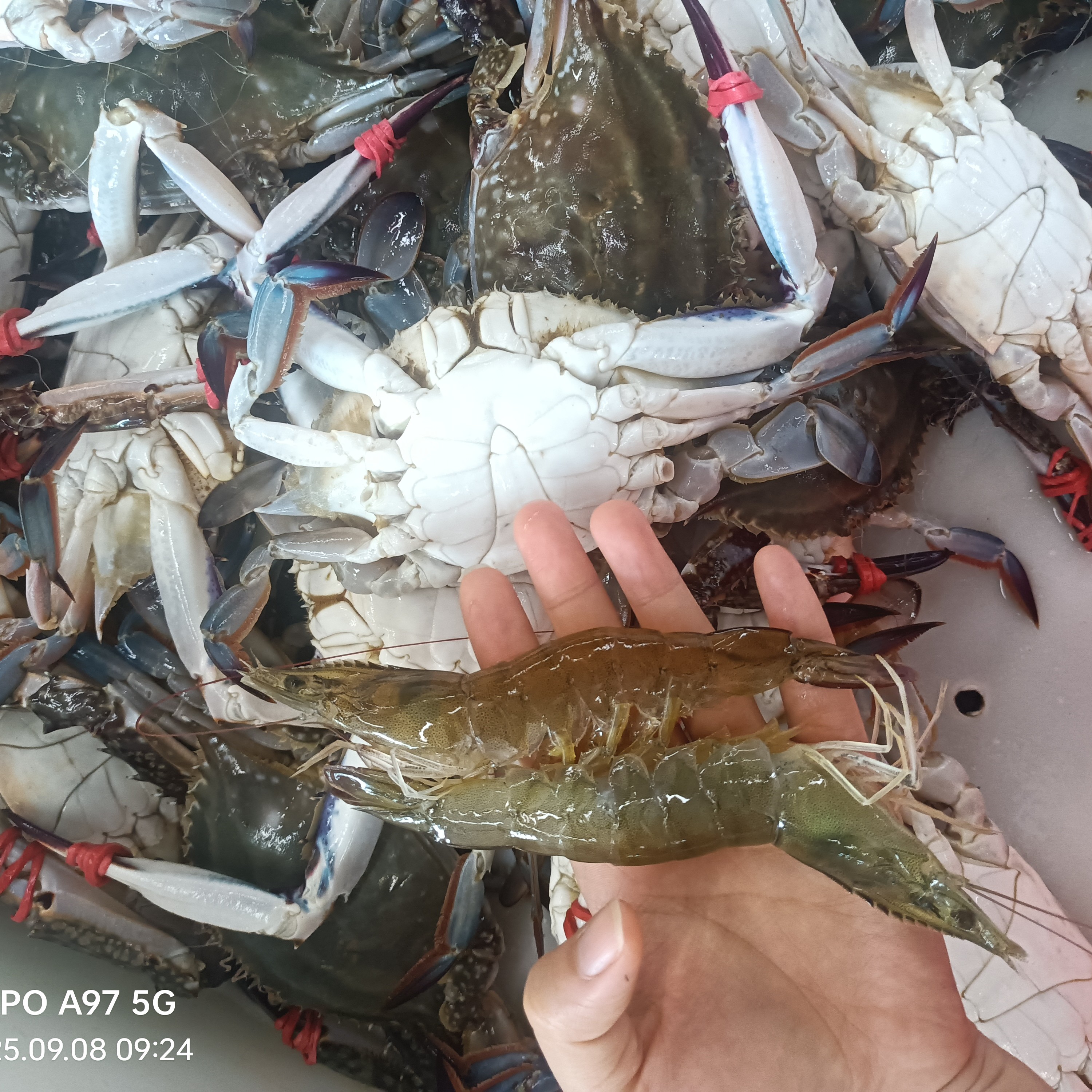 大虾4斤梭子蟹4斤双拼配送到家(保鲜不保活)