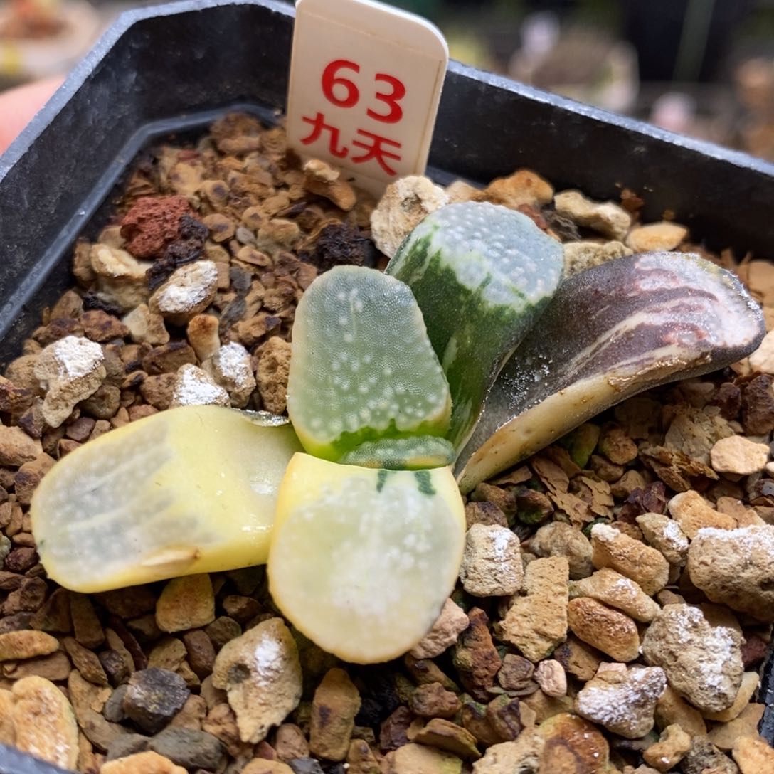 63号点点寿锦多肉植物