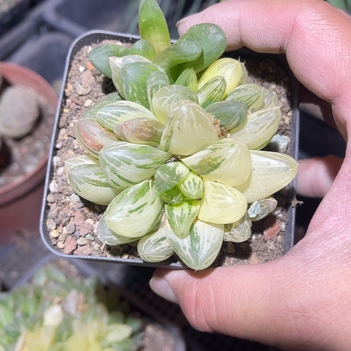 满38包邮2天凑单，脱土晾根发货多肉植物