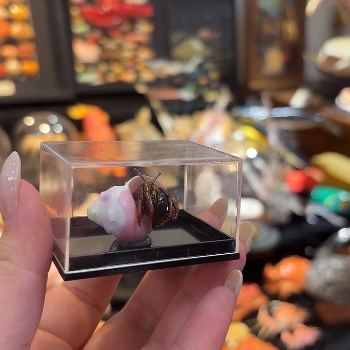 真实迷你寄居蟹标本