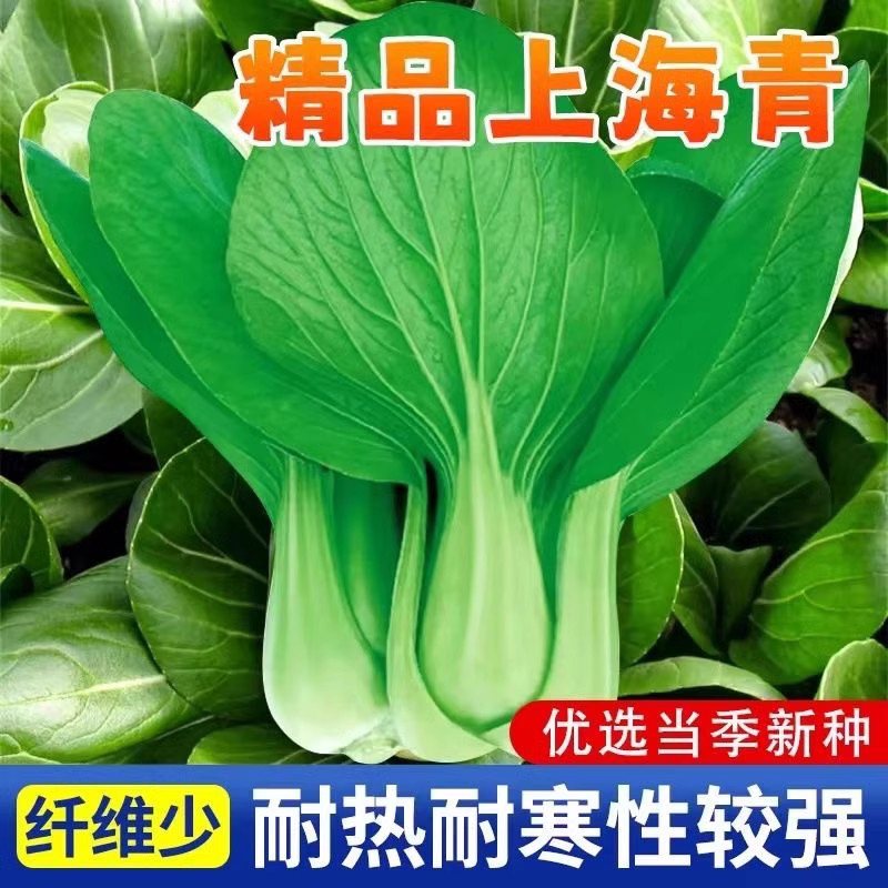 【全店6包包邮】原装上海青种子盆栽阳台小青菜油菜快菜种子四季播