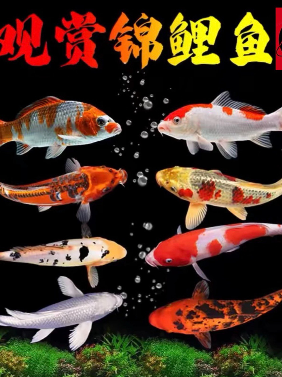 精品纯种锦鲤观赏鱼红白冷水大正三色招财黄金花色鲤鱼好养耐活
