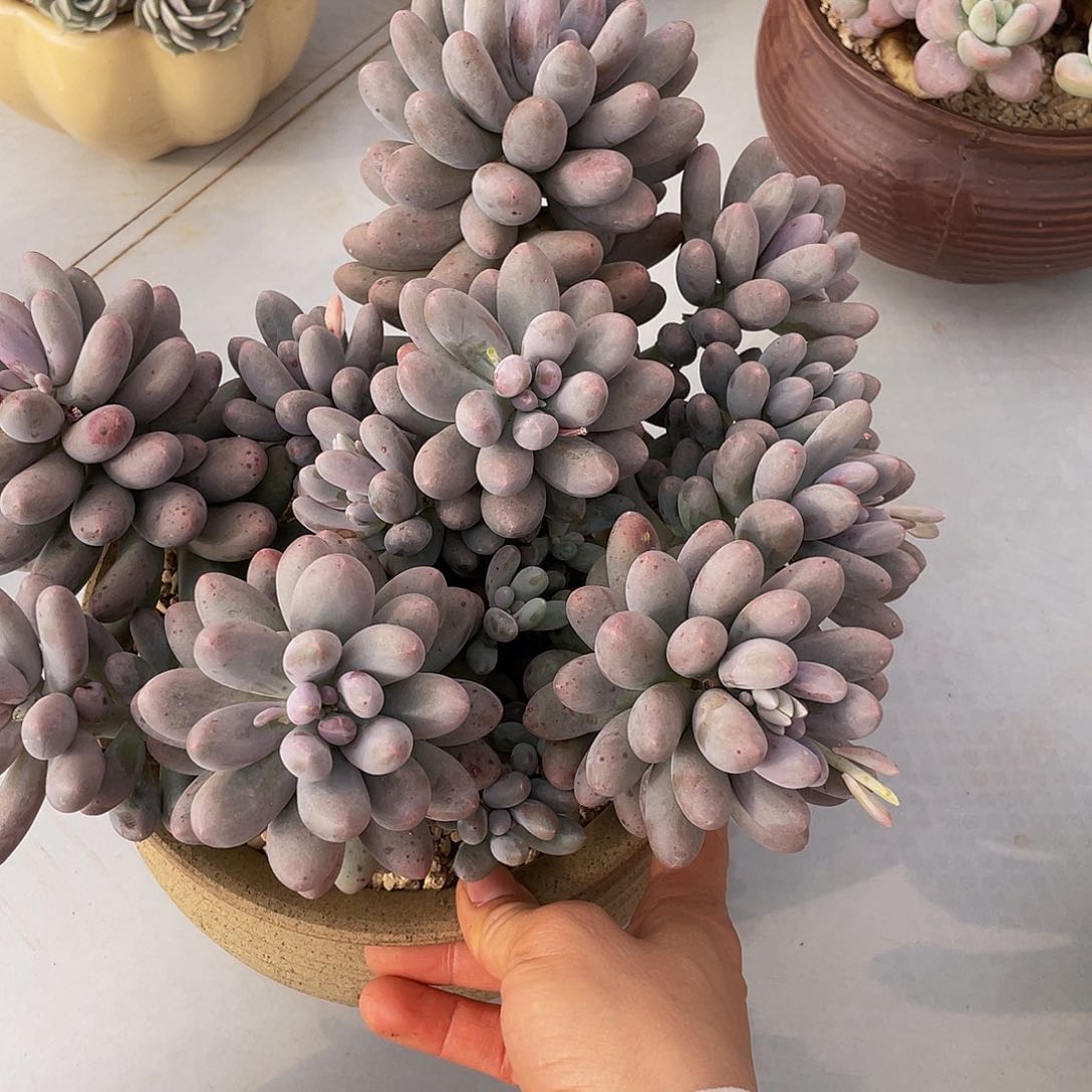 汤圆无砍多肉多肉多肉多肉