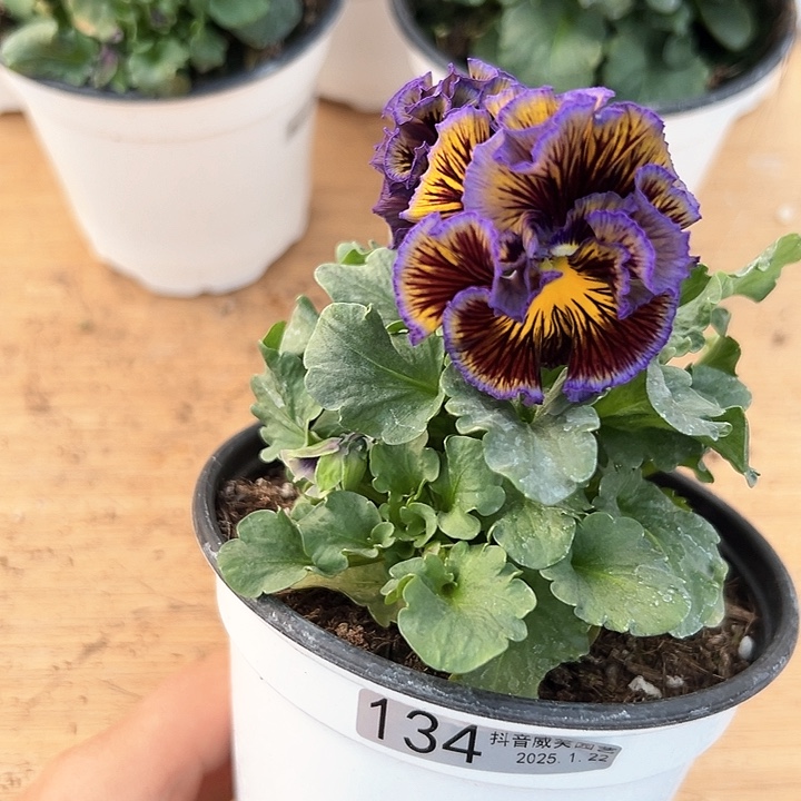 红陶抖音直播闪拍134