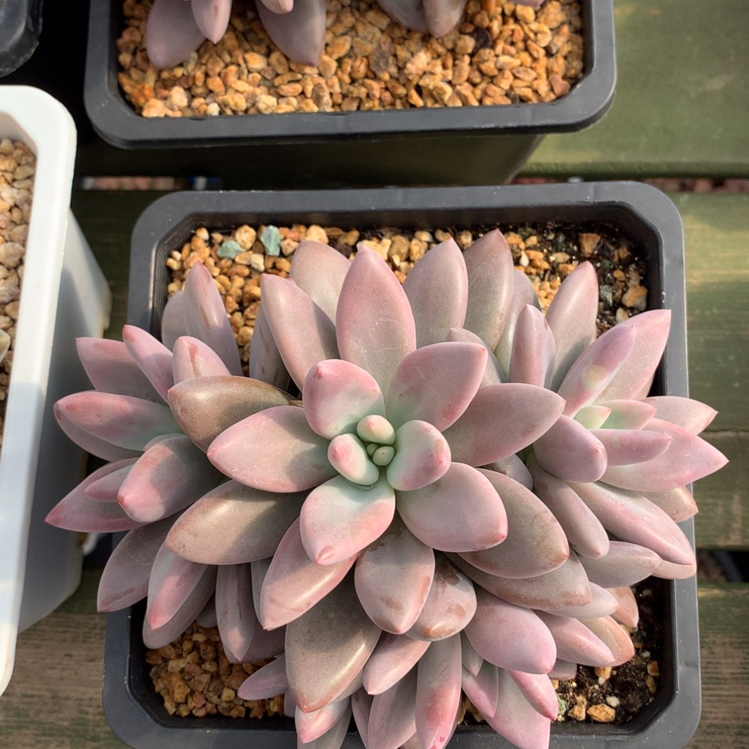 芭比粉 多头 一颗  