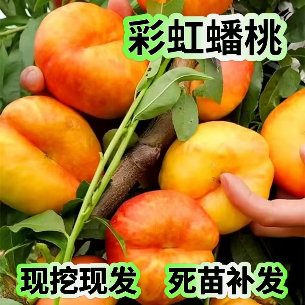 精品桃树苗彩虹蟠桃锦绣黄桃南北方种植盆栽地栽