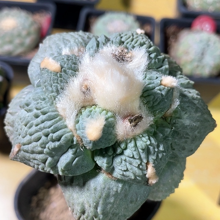 仙人球袖浦接怒涛杂211