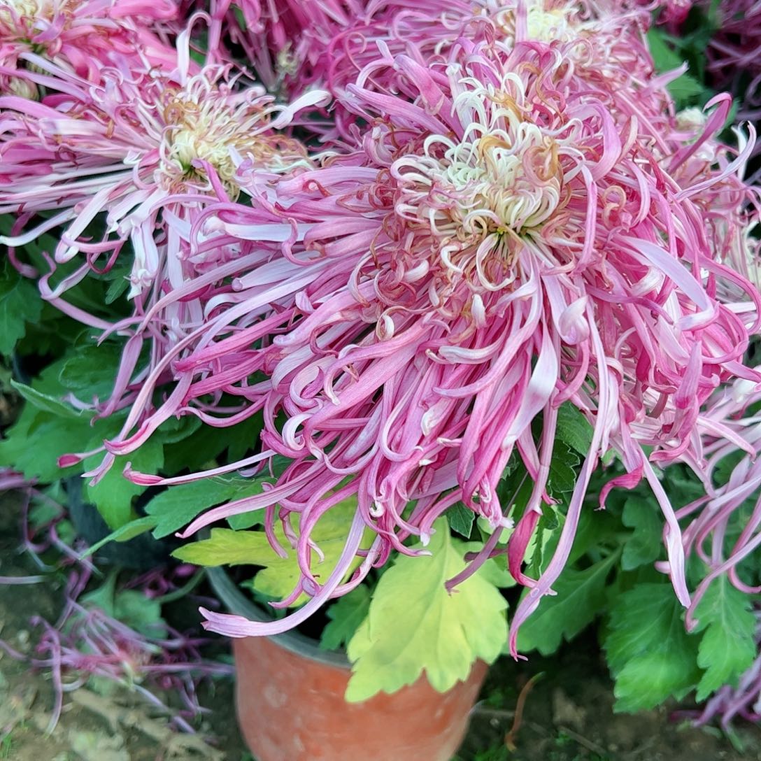 完全开放醉锦带盘