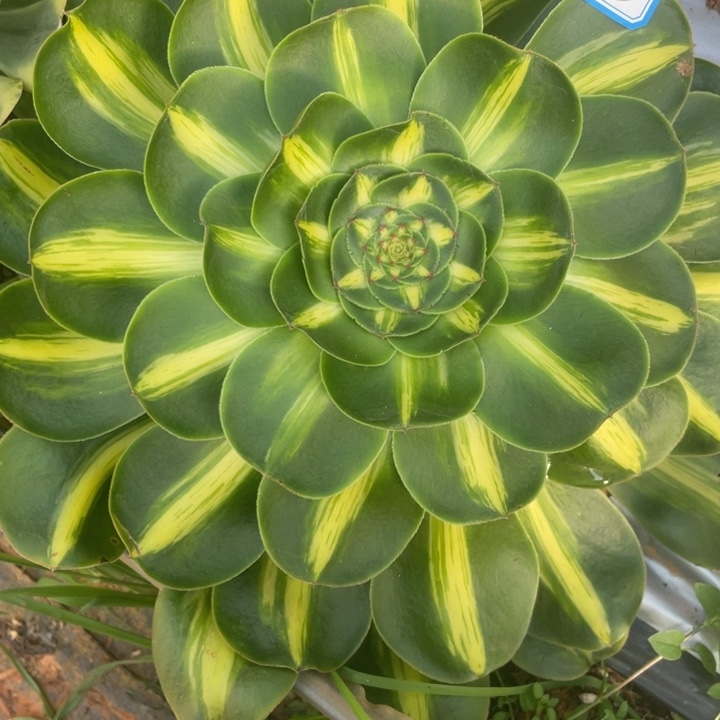 73暴君法师锦锦锦