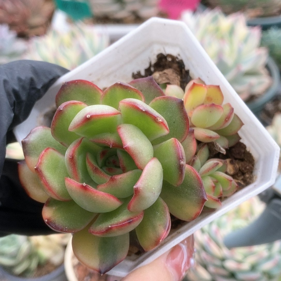 155保丽安娜锦锦锦锦锦