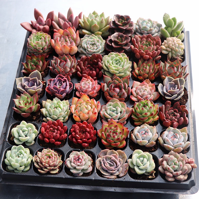 12颗精品多肉植物约3-5cm品种随机新手好养肉肉盆栽花卉绿植包邮