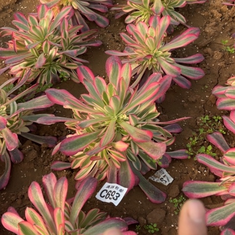 693美杜莎不包断枝