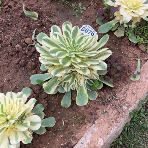 070辛尼亚不包断枝