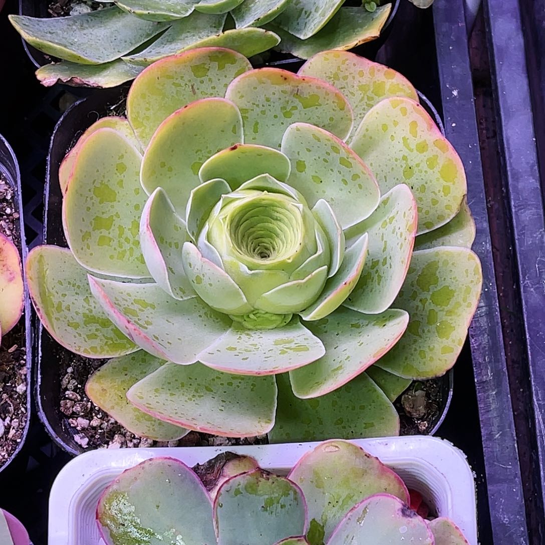 冰封王座 非偏远包邮 多肉