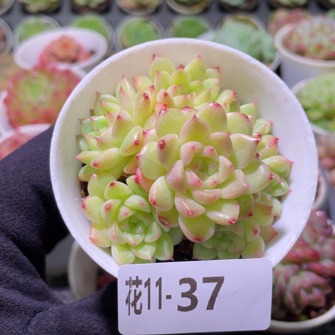 花利美11-37麦秆群