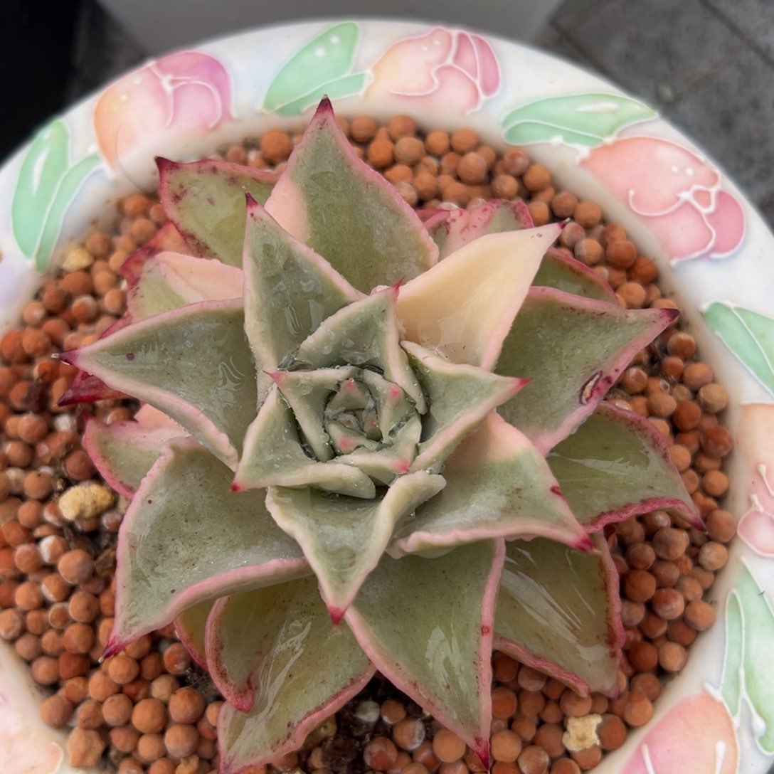 饺子皮锦，多肉植物