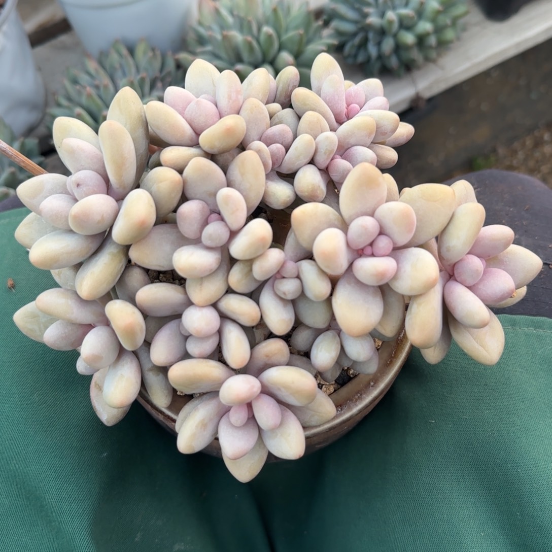 米多丽群生五十包邮