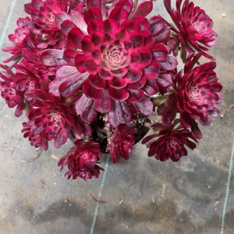 多肉植物白月光锦。