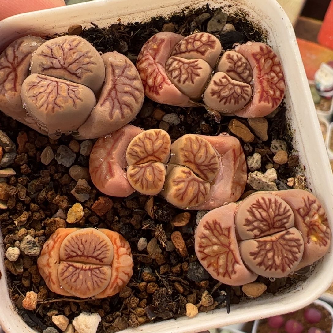 114多肉植物百科