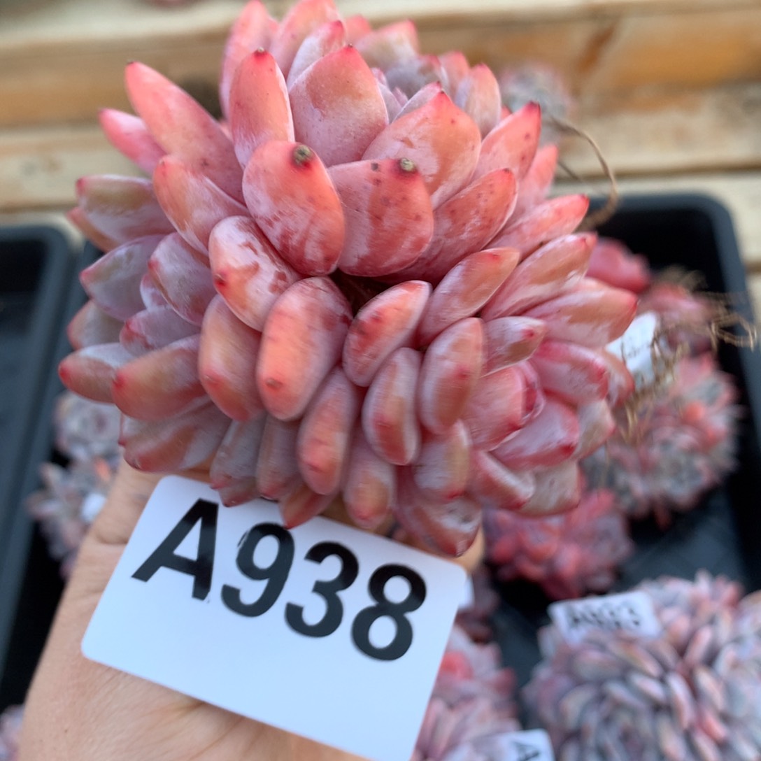 A938 橙梦露自然群 清仓