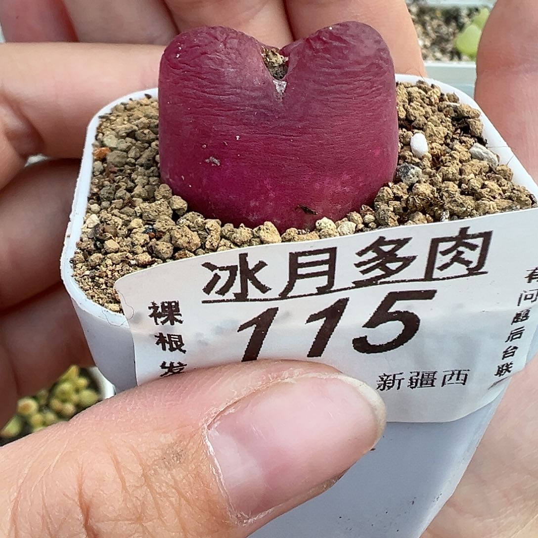 115毛汉尼带盆土发货