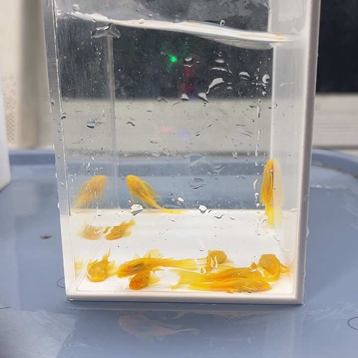 清道夫鱼胡子5帆5