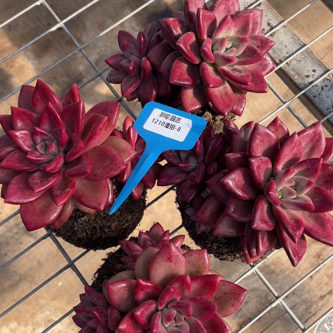 1210-8-大双头赫菲斯托母本一颗