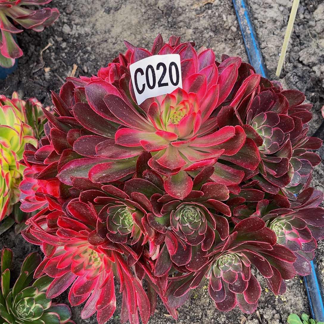 万紫法师16–38包邮