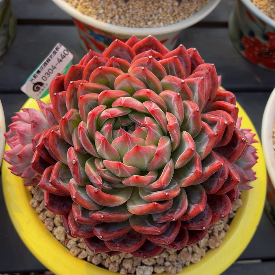 从前慢多肉精选编号0304.440