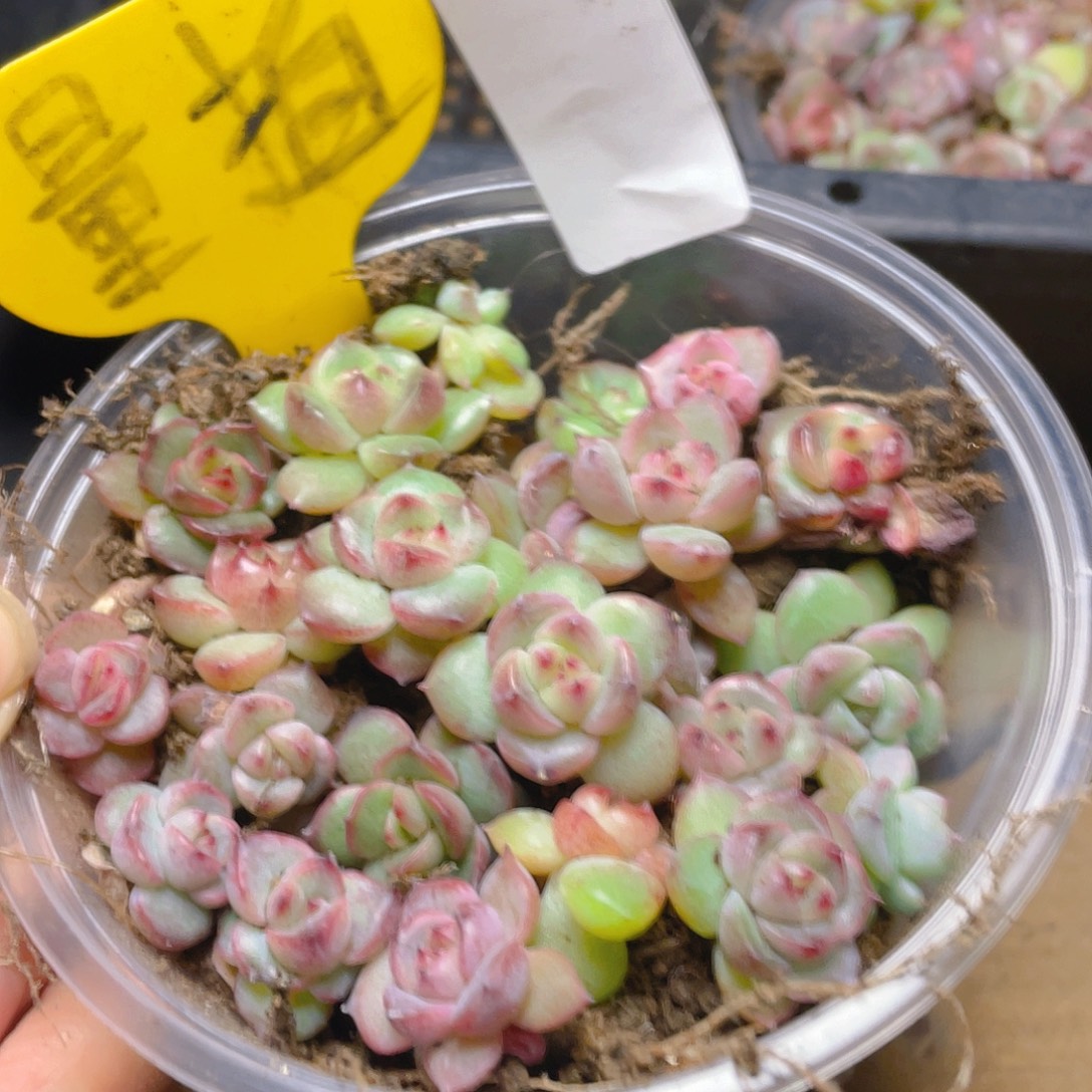 量拍多肉植物多肉植物35