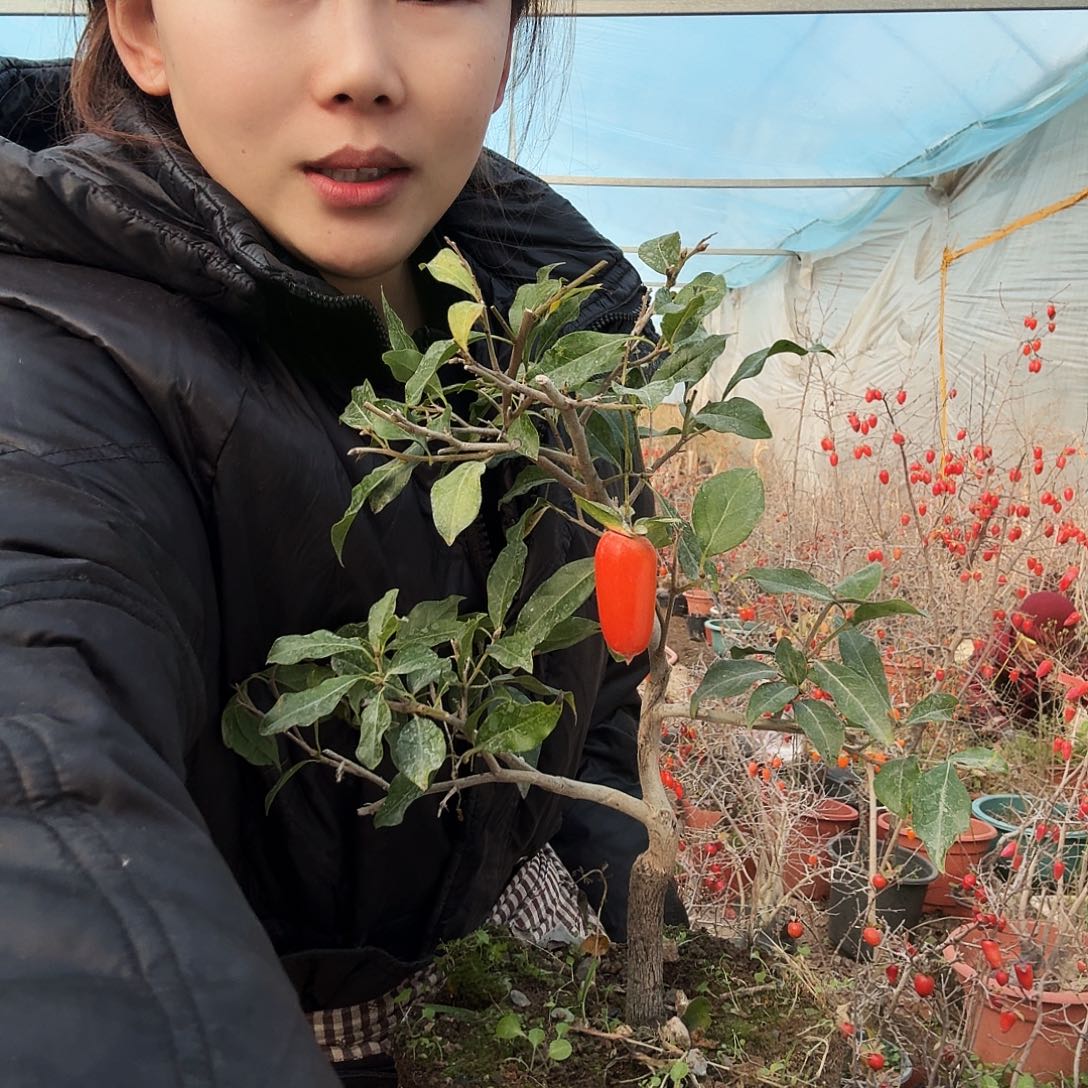 榕***骁完全开放老鸭柿子