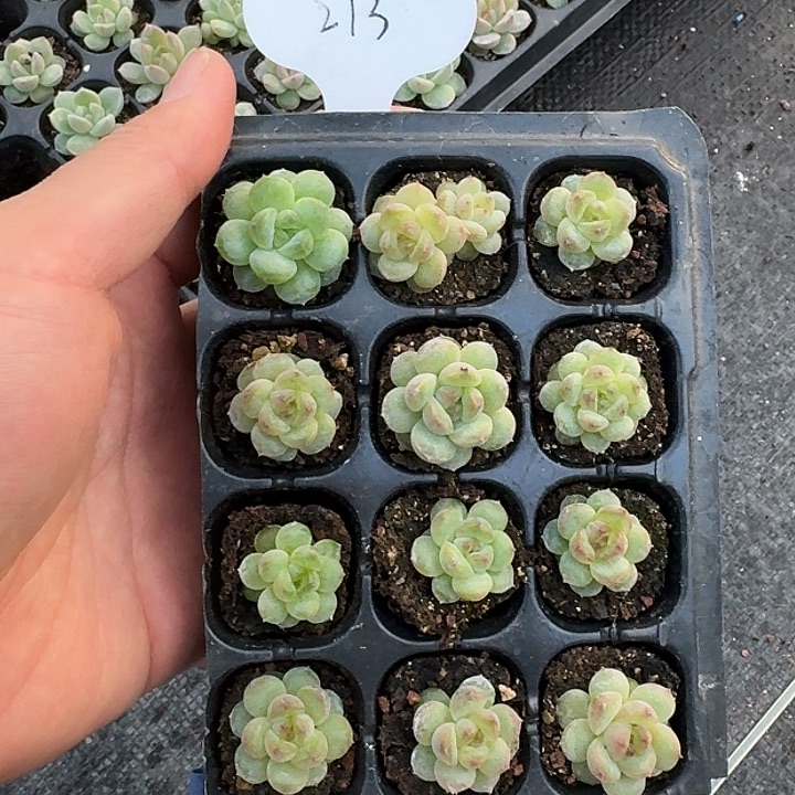 如图编号273新珍妮穴盘随机一份3棵