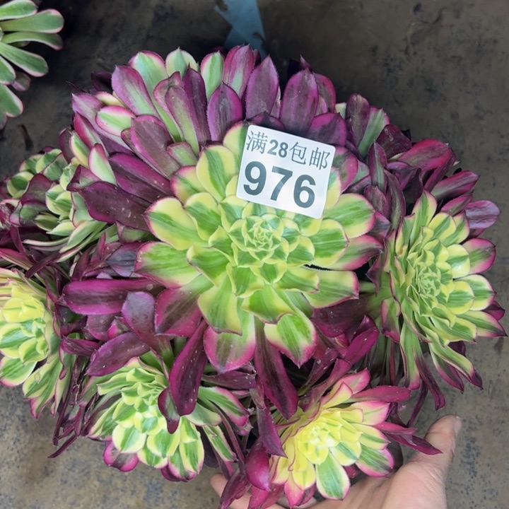 976天合多肉植物