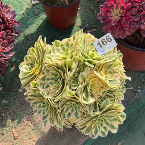 166迈巴赫朵朵多肉，