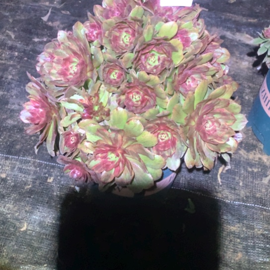 多肉植物红丝绒184