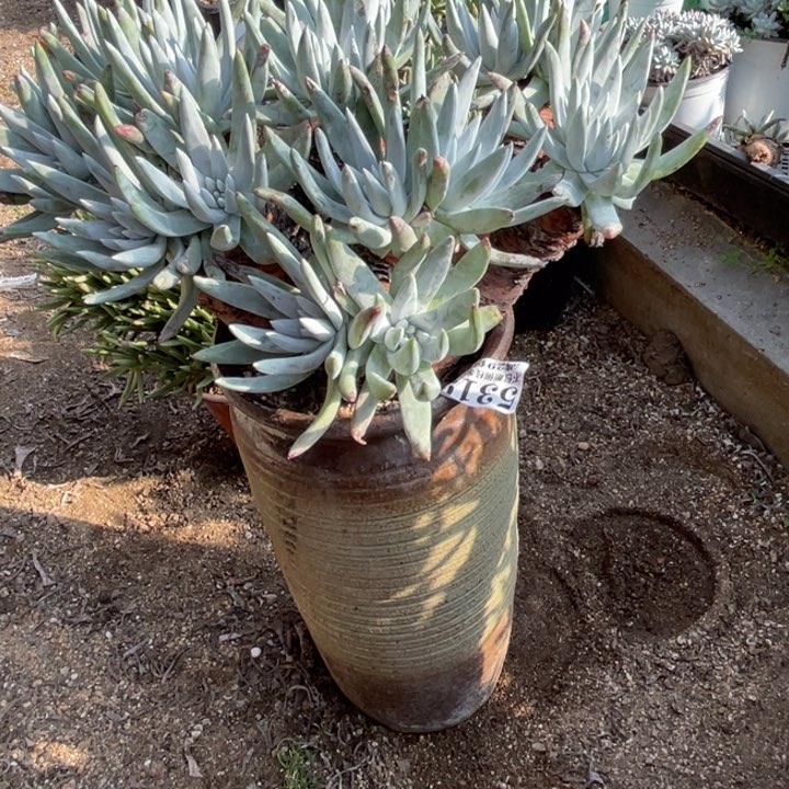 319号奥罗拉多肉植物