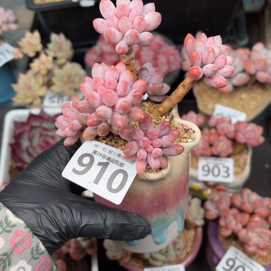 婴儿手指老桩无盆土发货