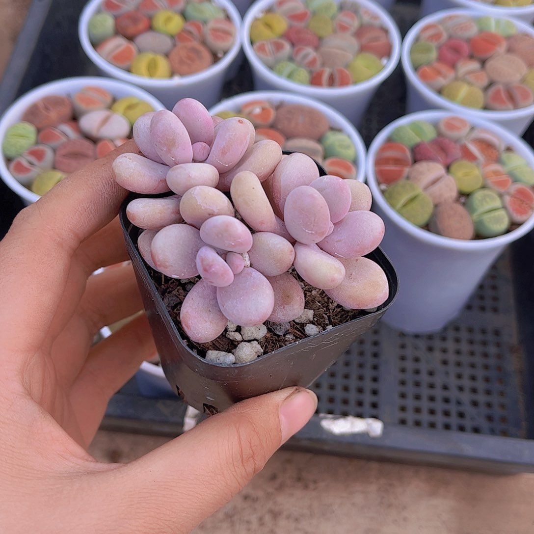 ?**?桃蛋多肉植物1个