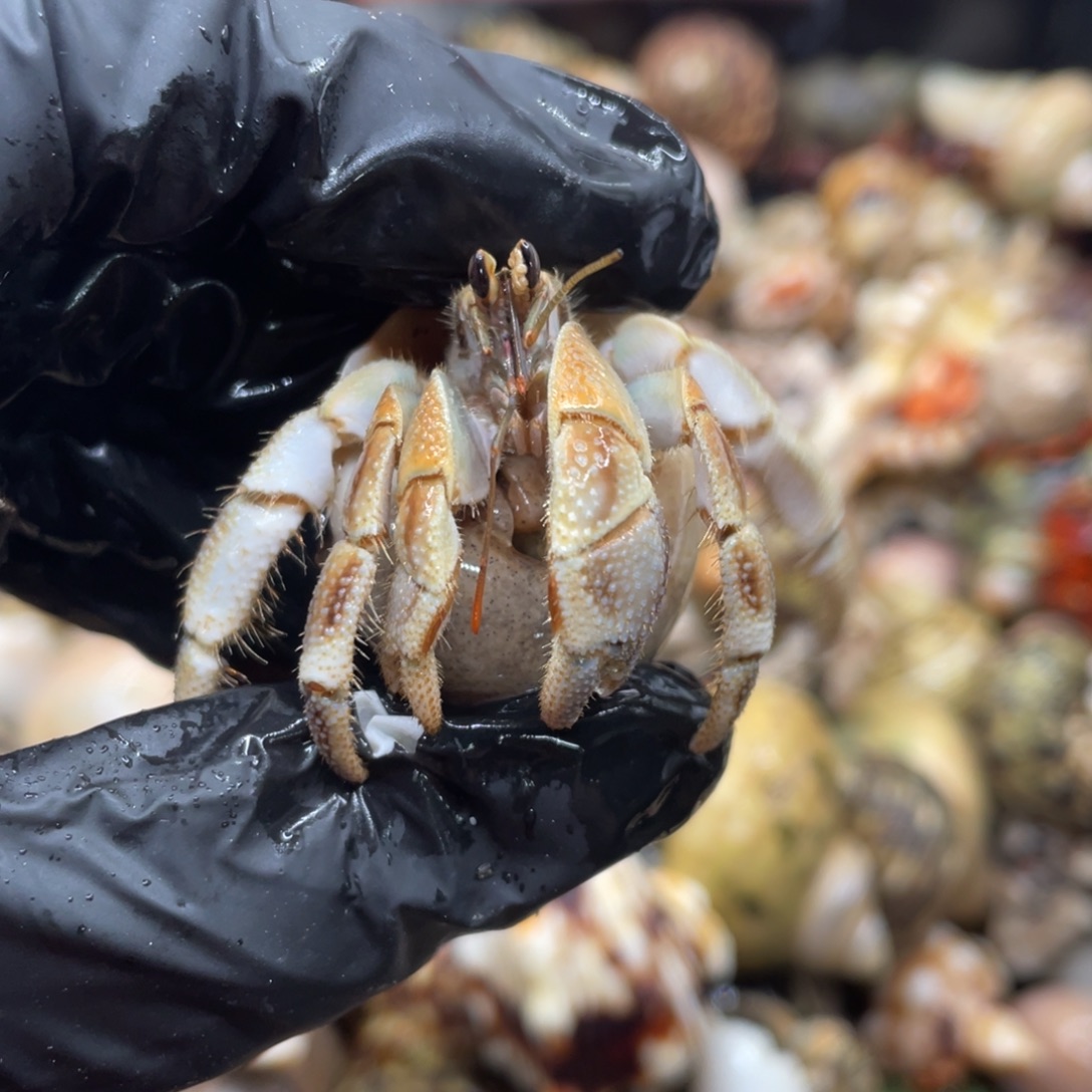 不退不换谢谢支持73