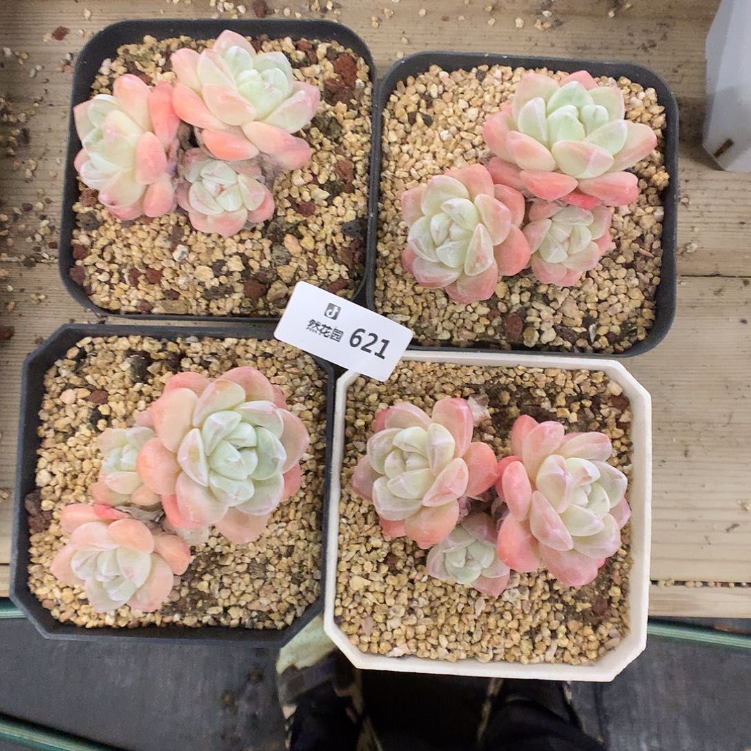 621冰玉多肉植物666