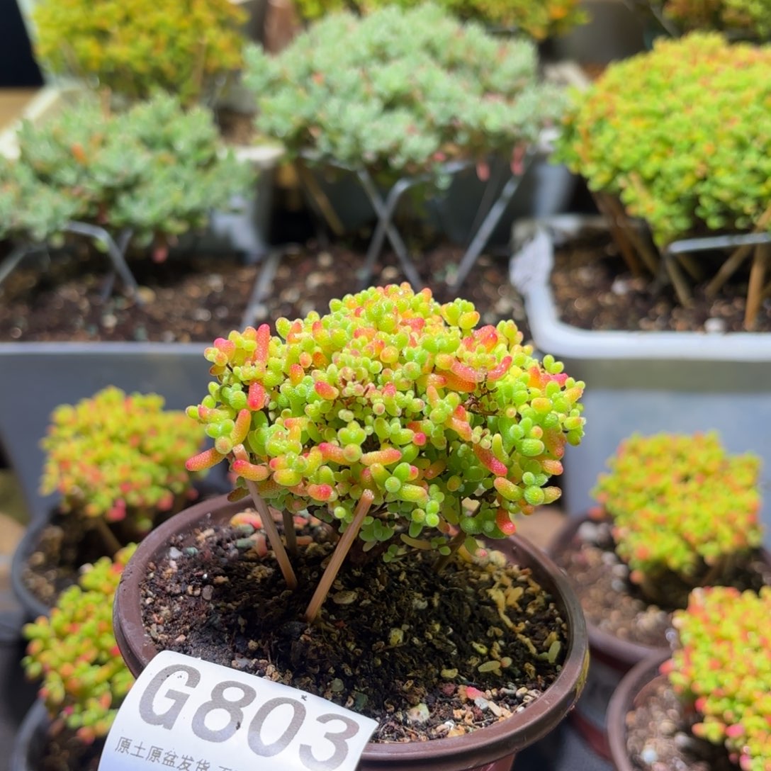 枝干番杏密橘糖球G803