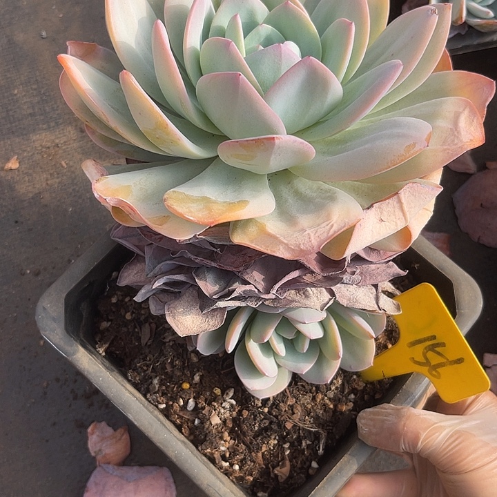 冰***淋两单包邮，一物一拍156