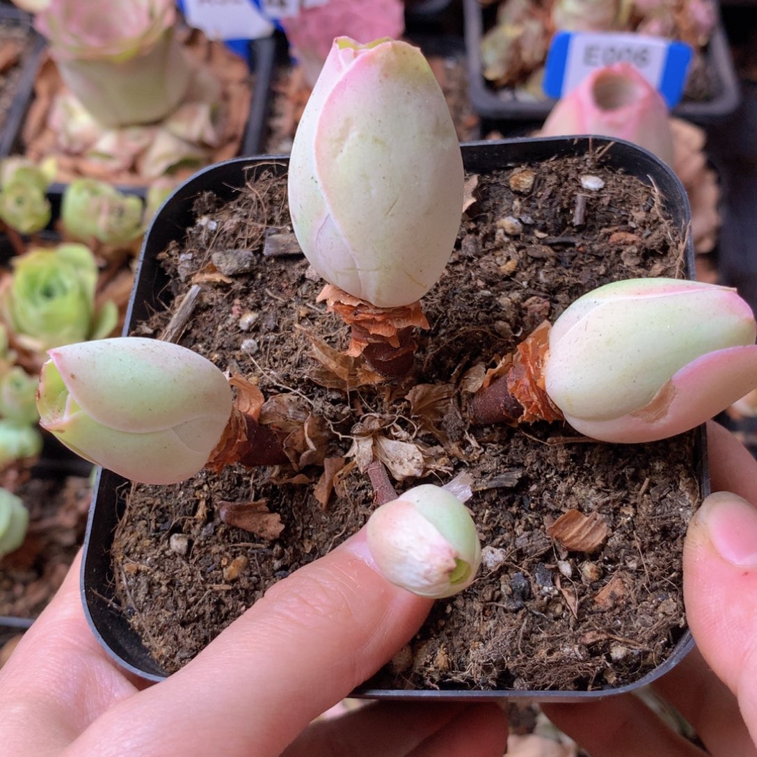 一物一拍星辰福利010