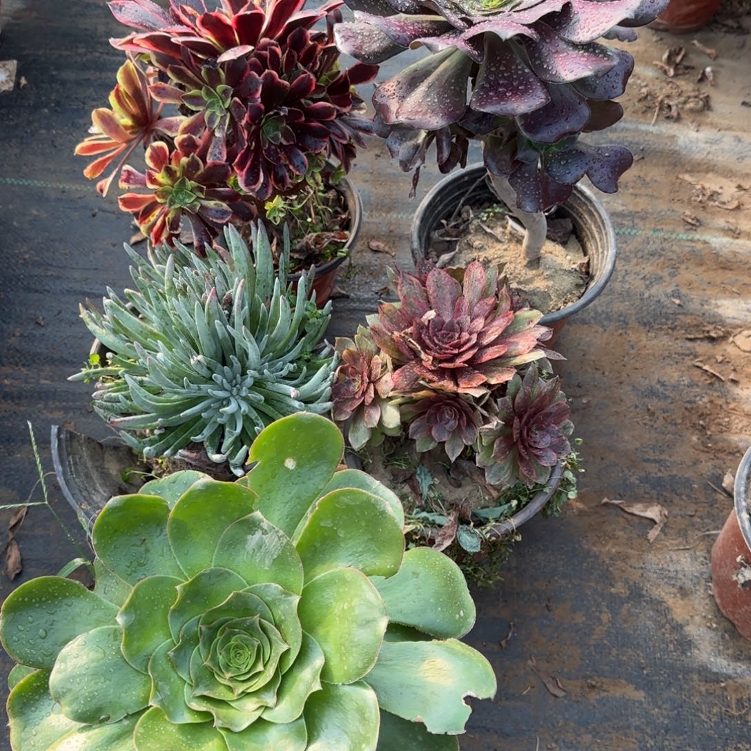 多肉5棵包邮断枝不包