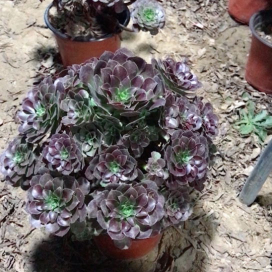 村***哥荷兰玫瑰法师多肉植物26