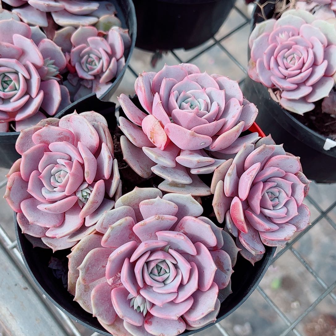 粉蝶多头群生精品特价