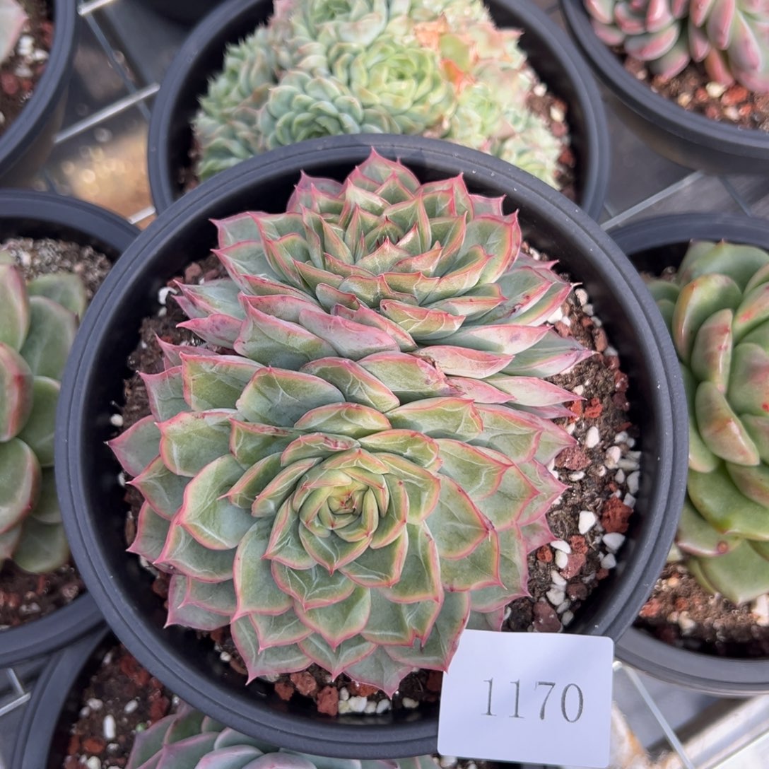 七*丶1170肉肉肉肉肉肉肉肉