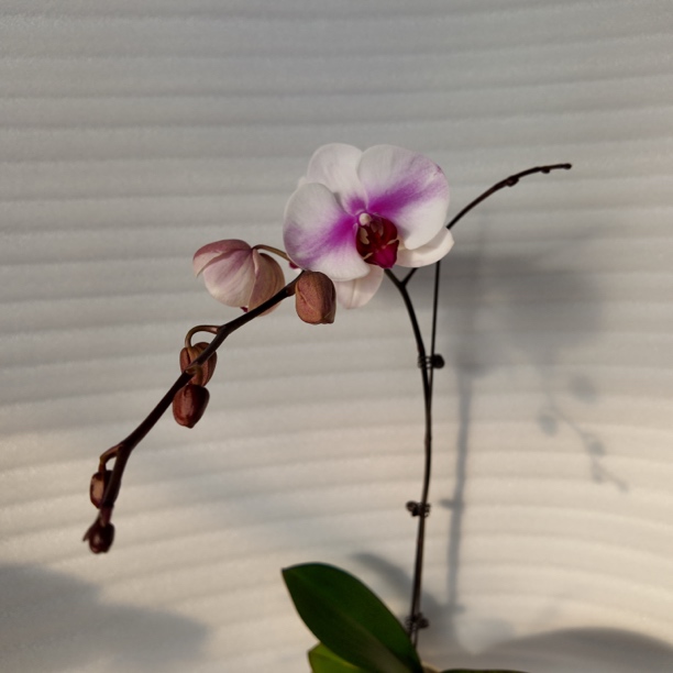 渟叙【婚纱】2.8寸 带花带花苞发货 花卉阳台植物清新网红绿植