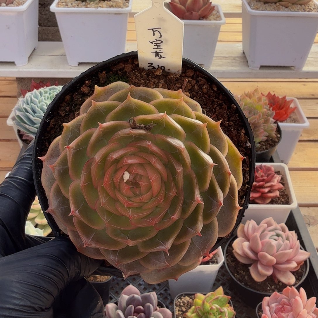 1127-49琉璃盏单头