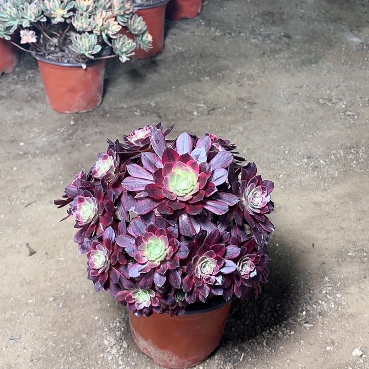 多肉植物法师安娜1